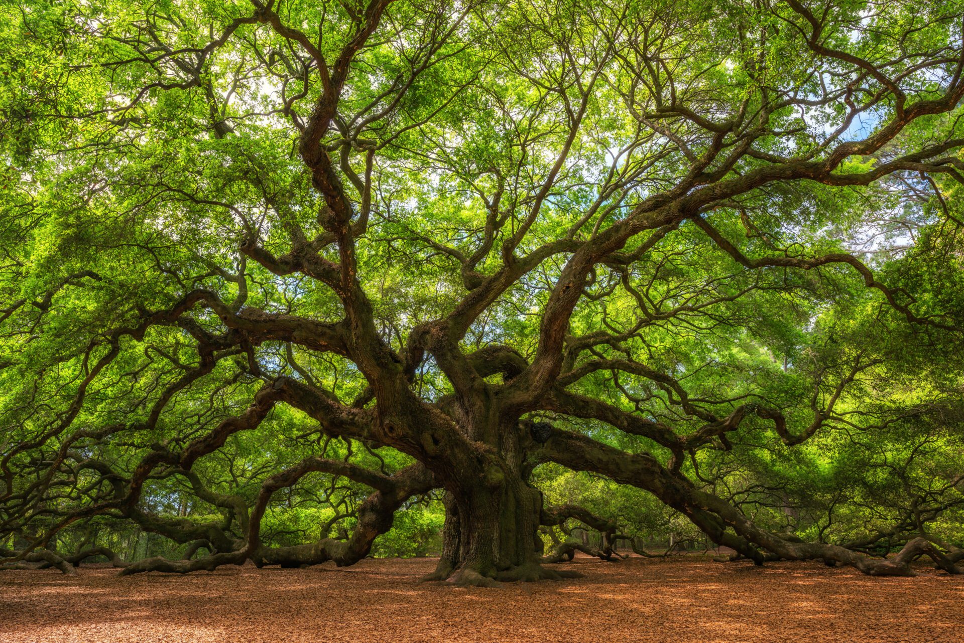 Angle,Oak,Tree,In,Johns,Island,,South,Carolina.