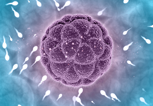 NEWS RELEASE – DECEMBER 14TH, 2021, ESSENT BIOLOGICS AND AMNION FOUNDATION PARTNER TO PROVIDE GERMINAL-ORIGIN CELLS TO FURTHER DRUG DISCOVERY AND REGENERATIVE MEDICINE RESEARCH