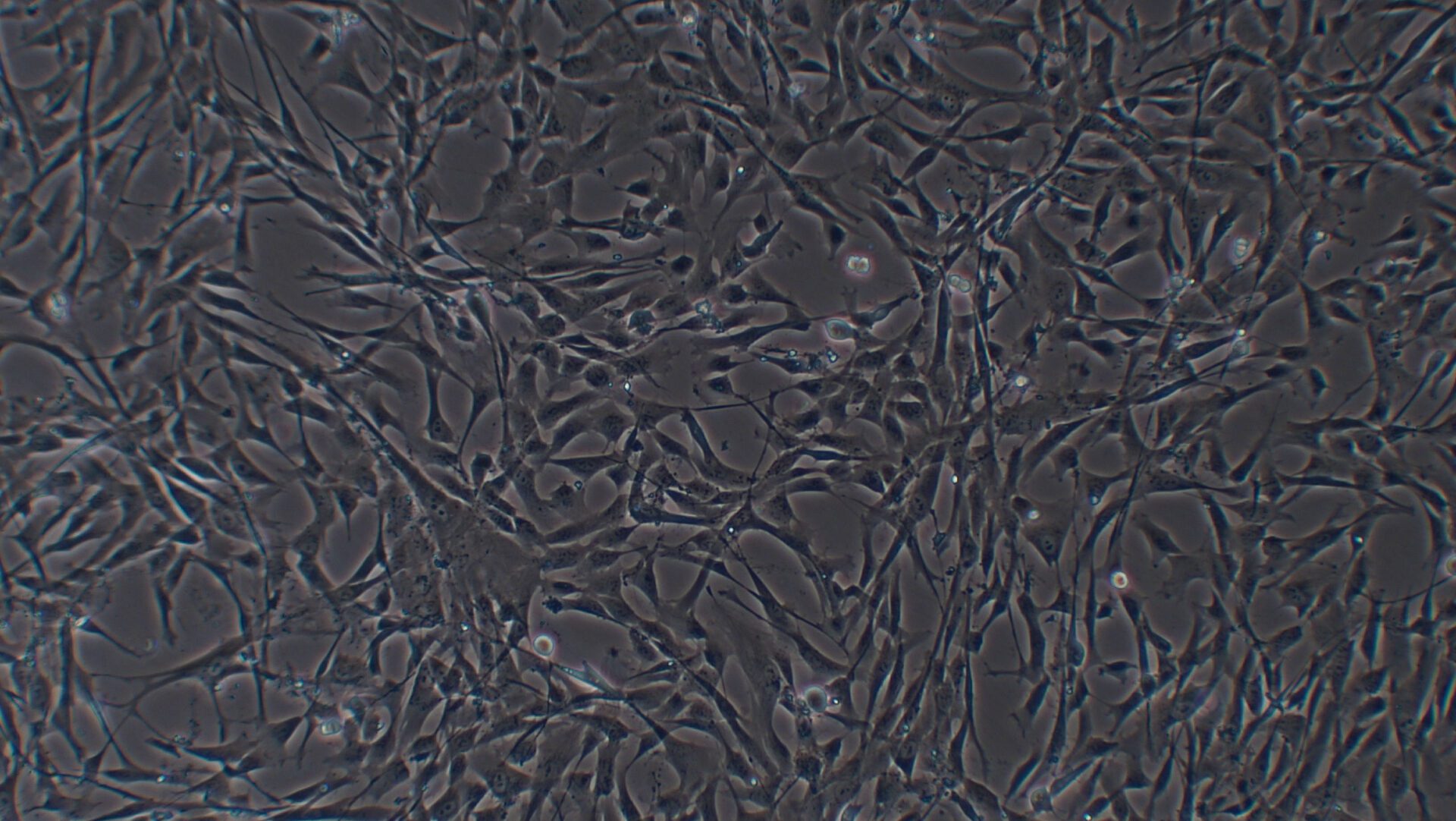Micrograph of Human Placental Stem Cells