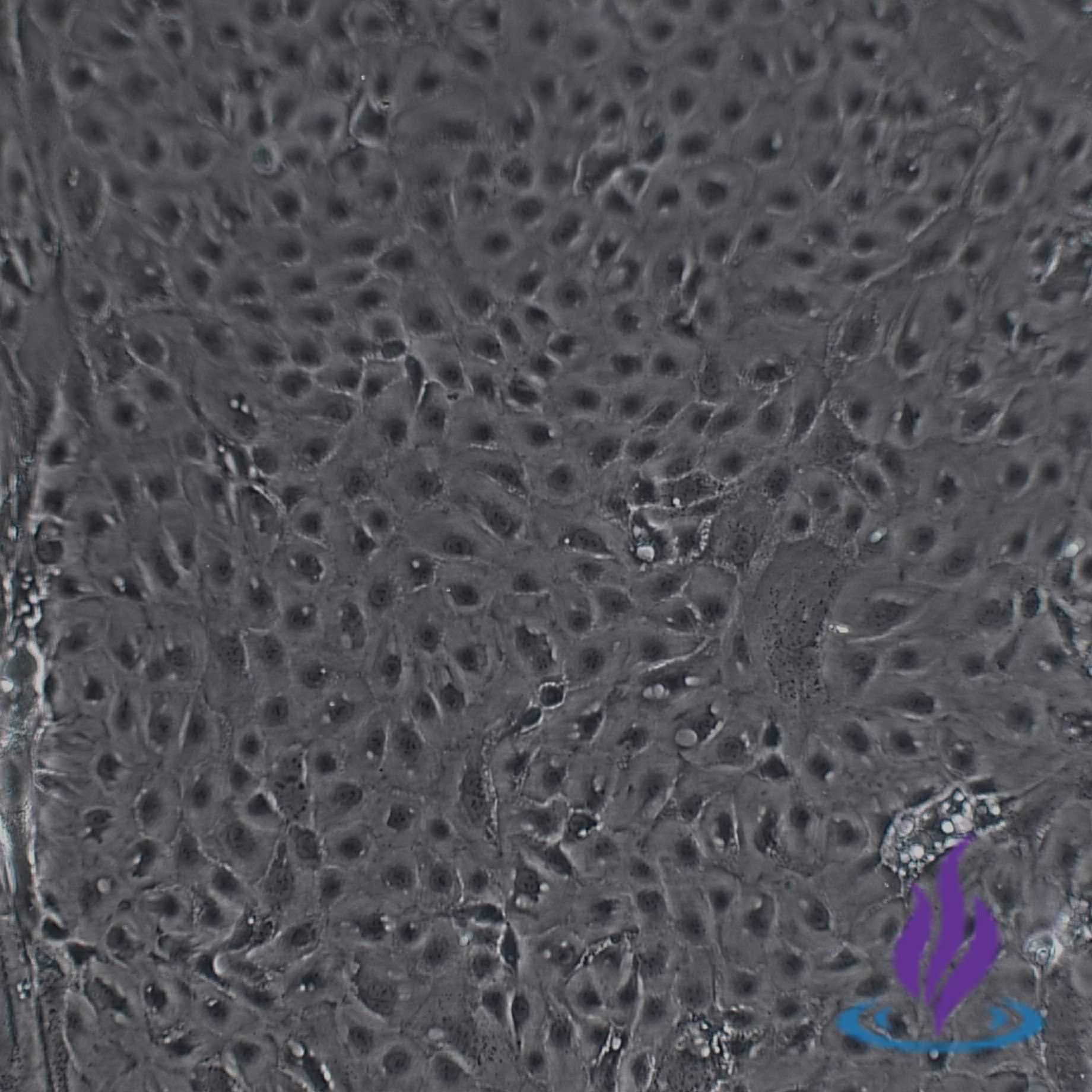 Cytotrophoblasts, CTBPRO2®